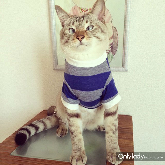 超萌网络红猫 把斗鸡眼变成一种蠢萌