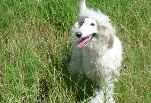 阿富汗猎犬喂养 饮食饮水固定比例