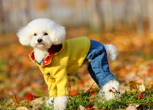 萌宠贵宾犬很贵气