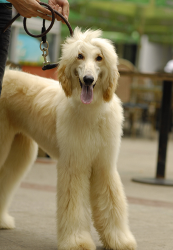 阿富汗猎犬的美丽瞬间
