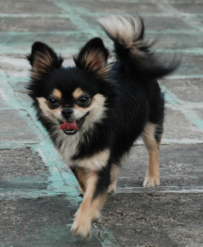 长毛吉娃娃图片 小可爱大乐趣