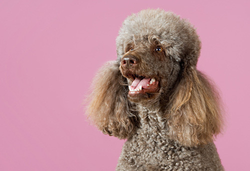 贵宾犬有泪痕怎么办 泪痕形成原因