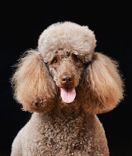 萌宠贵宾犬很贵气