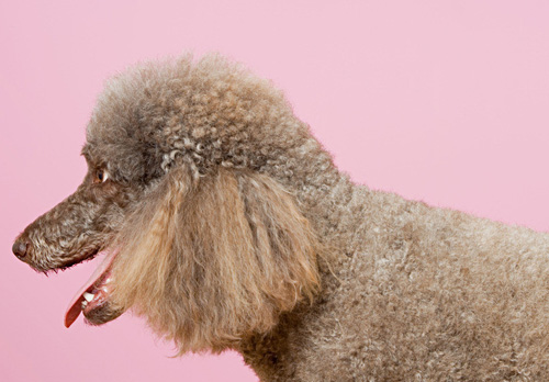 贵宾犬吃什么东西最好 狗粮富含丰富的营养