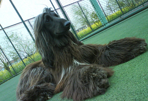 阿富汗猎犬好养吗 独自性强对人温和