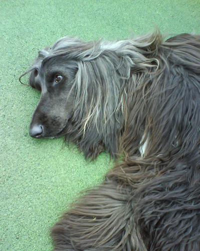 阿富汗猎犬怕热吗 夏天预防皮肤病