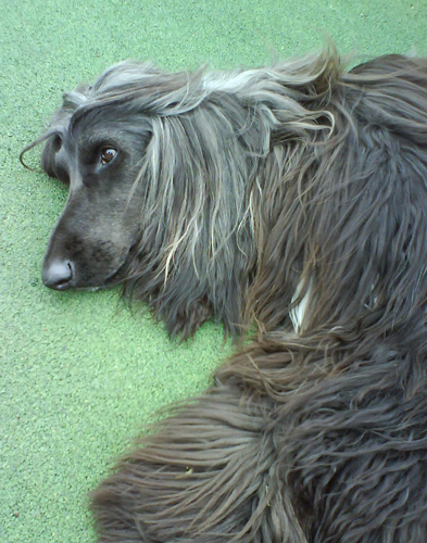 另类风格的阿富汗猎犬图片