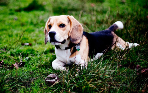 萌宠比格犬的图片