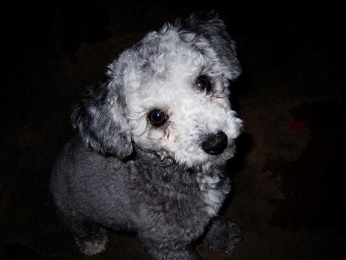 贵宾犬生产后吃什么好 产后营养表