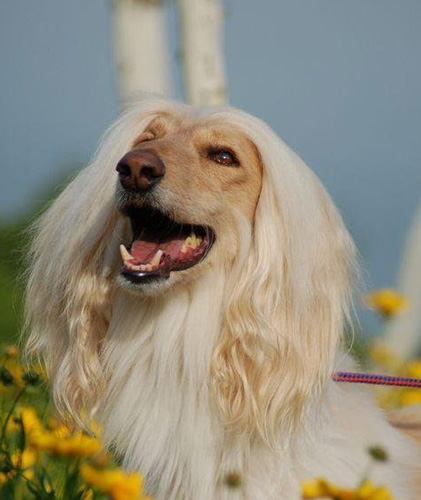 阿富汗猎犬吃什么 狗粮或者是狗饼干