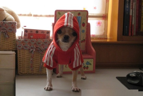 吉娃娃拉稀怎么办 腹泻拉肚子都需要谨慎