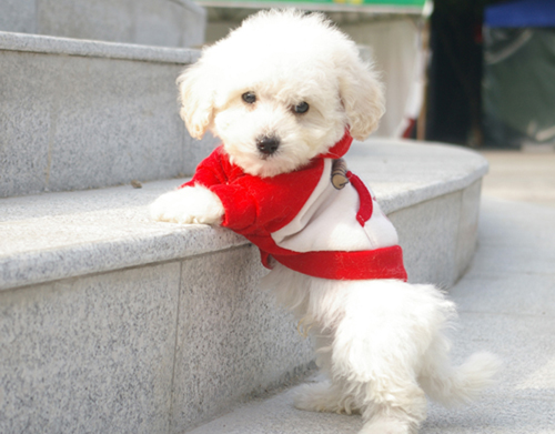 比熊犬的可爱图片