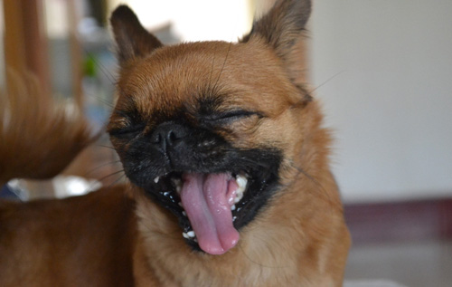 吉娃娃可爱图片 小宠的世界总是那么萌