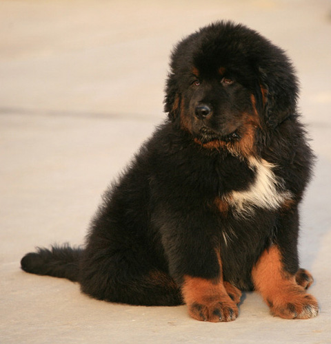 小藏獒图片大全 萌萌的很可爱