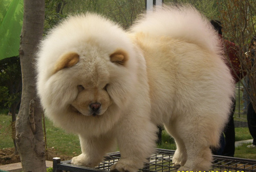 藏獒吃什么钙片好 钙质的补给量需要合适