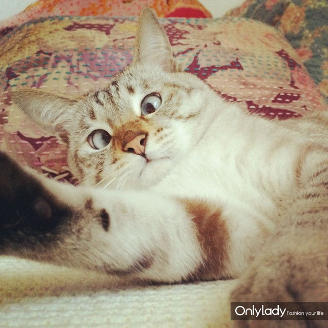 超萌网络红猫 把斗鸡眼变成一种蠢萌