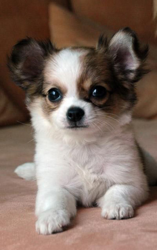 长毛吉娃娃图片 小可爱大乐趣