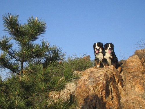 可爱的伯恩山犬图片