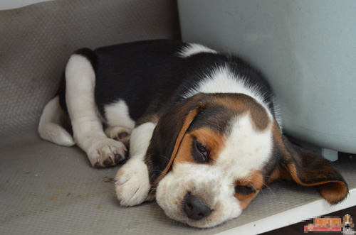 史努比原型比格的呆图