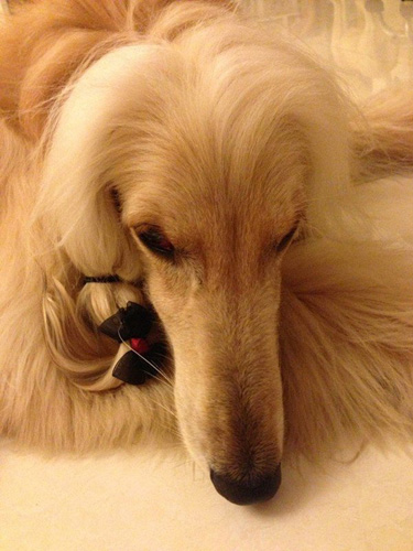 阿富汗猎犬美容 完美的时尚贵妇