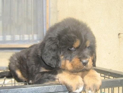 藏獒也可以很可爱的一面