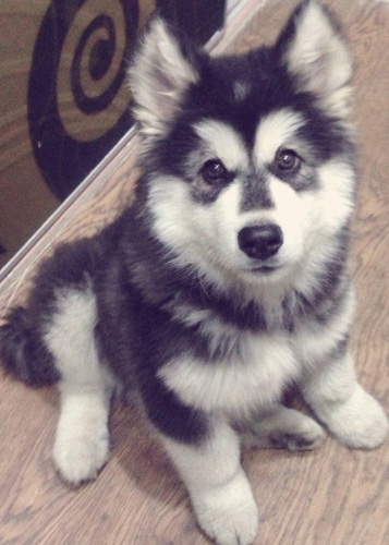 阿拉斯加雪橇犬一般吃什么 它不能吃什么食物