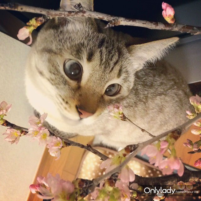 超萌网络红猫 把斗鸡眼变成一种蠢萌