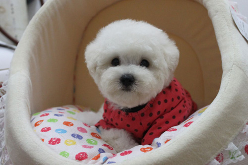 萌宠比熊犬很俏皮