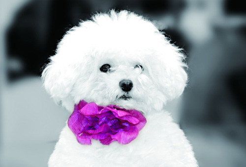 比熊犬的可爱图片