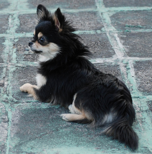 长毛吉娃娃图片 小可爱大乐趣