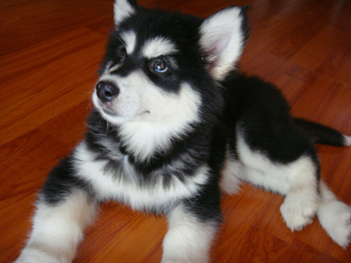 阿拉斯加雪橇犬销魂犀利的眼神