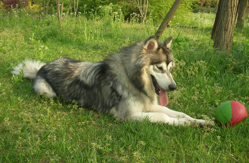 阿拉斯加雪橇犬凶吗 对主人绝对的忠诚