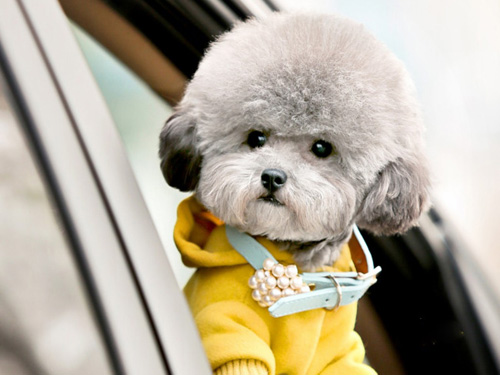 比熊犬的可爱图片