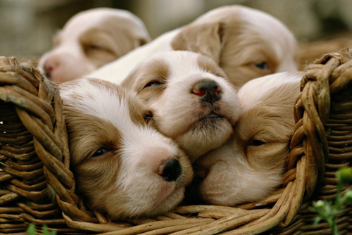 比格犬适合家养吗 中小型犬种最适合家养