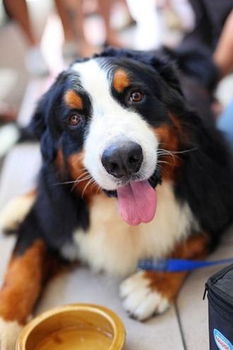 可爱的伯恩山犬图片