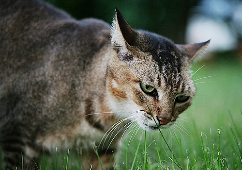 你适合哪种瞄星人 教你选猫秘籍