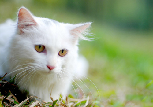 你适合哪种瞄星人 教你选猫秘籍