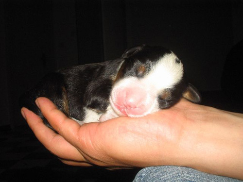 小伯恩山犬的萌图