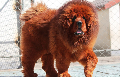 藏獒怎么看纯不纯 挑选最纯正的藏獒