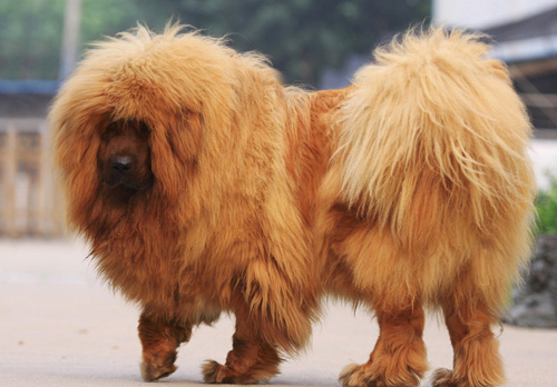 最大的藏獒图片 凶猛却很忠诚