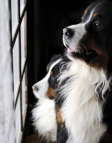 可爱的伯恩山犬图片