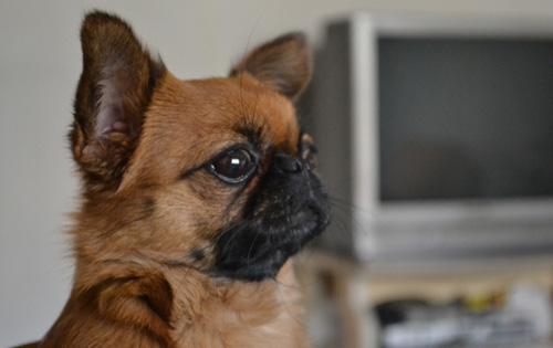 吉娃娃可爱图片 小宠的世界总是那么萌