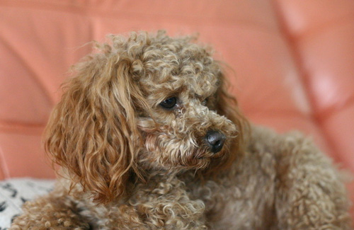 萌宠贵宾犬很贵气