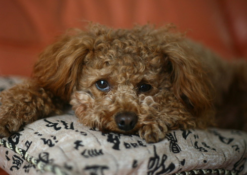 萌宠贵宾犬很贵气