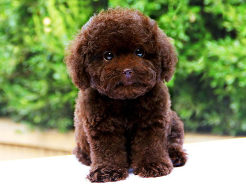 贵宾犬怎么训练 训练狗不要随便乱吠叫