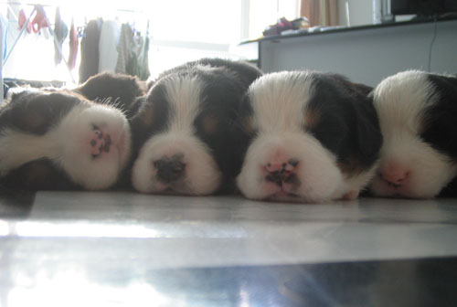 小伯恩山犬的萌图