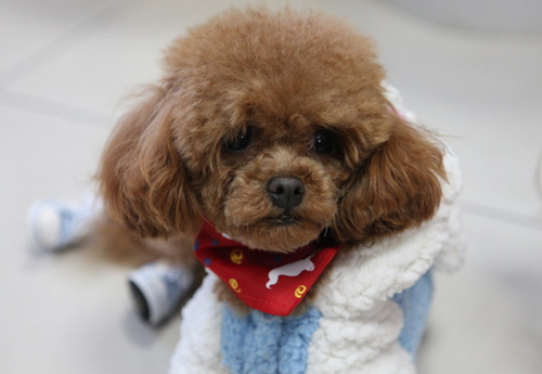 百变泰迪的时尚造型