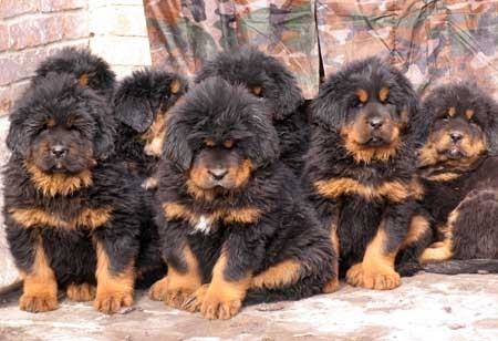 小藏獒图片大全 萌萌的很可爱