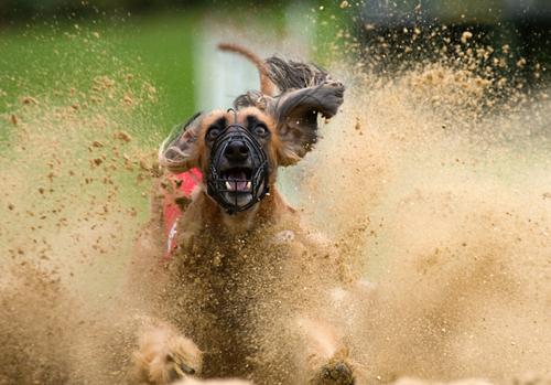 阿富汗猎犬的美丽瞬间