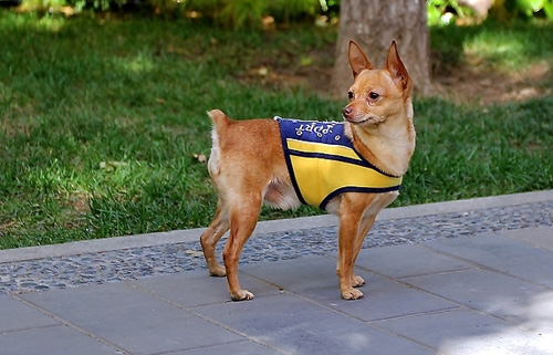 吉娃娃可爱图片 小宠的世界总是那么萌